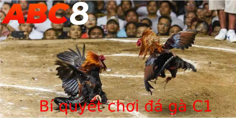 Bí quyết để chơi đá gà C1 dành chiến thắng tại ABC8